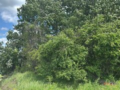 Corbeanca (Tamasi), teren intravilan langa lac si padure